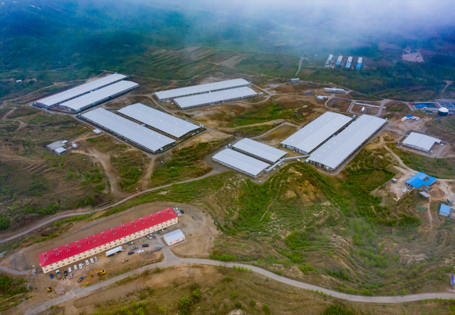 湖北荆州4800头猪场建成使用