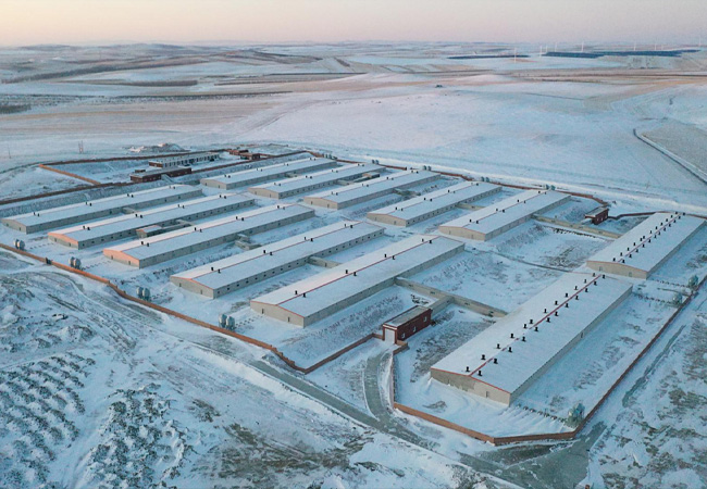 内蒙古兄弟养猪场