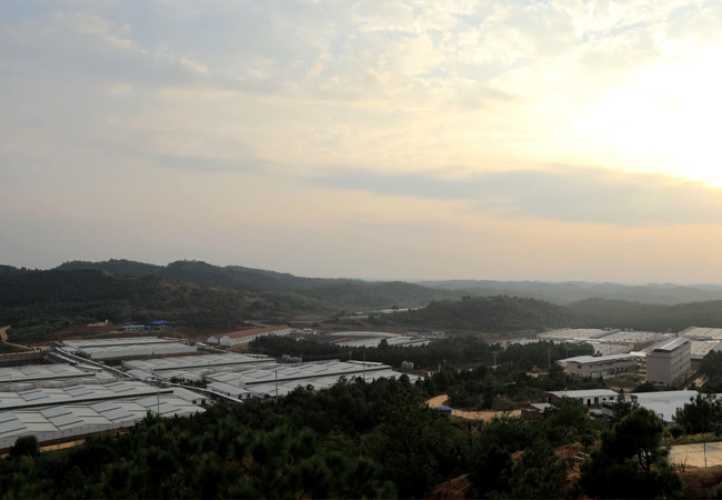 大规模猪场建设
