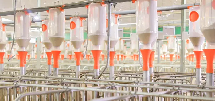 湖北荆州4800头猪场建成使用