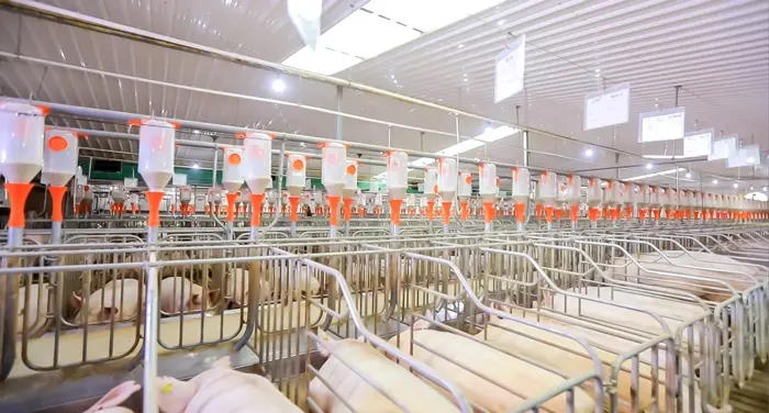 湖南永兴县57600头生猪养殖基地