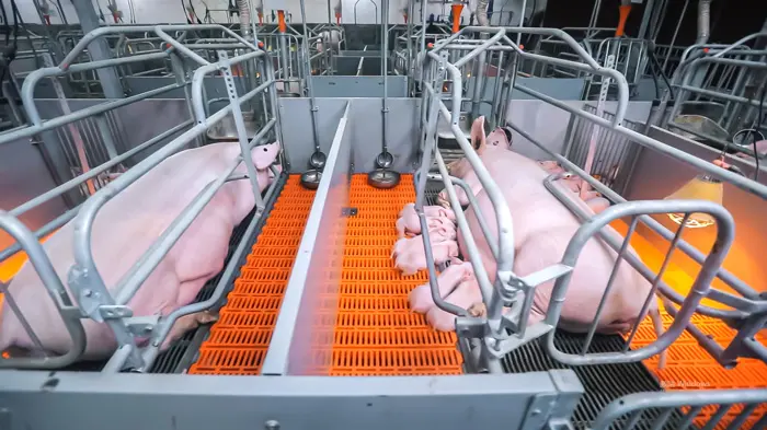 湖南永兴县57600头生猪养殖基地