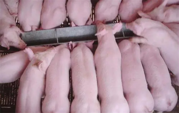 1665622457362389.jpg 猪窝.jpg